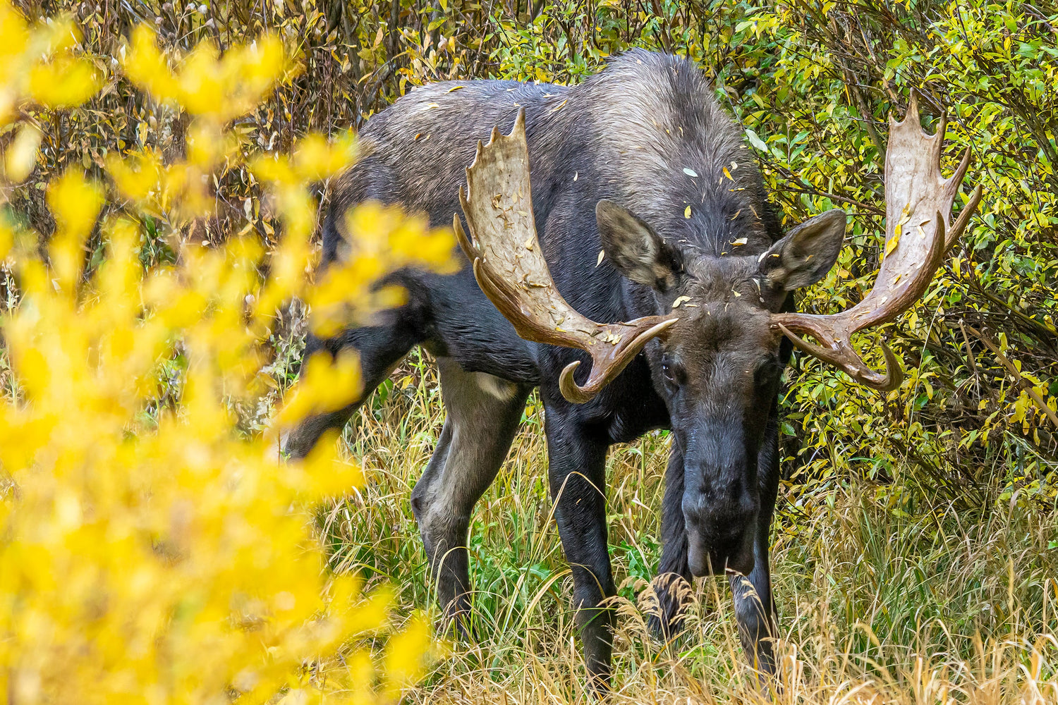 Rocky Mountain National Park - Wildlife (1 Photo)